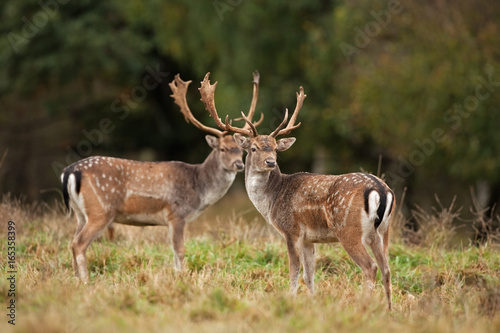 fallow deer  dama dama  Czech republic