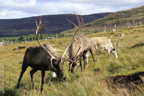 reindeer in nature