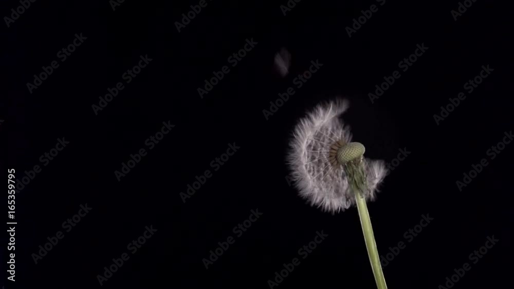 Red poppy flower blooming in time-lapse on a black background. Time lapse. Full HD 1080p. Timelapse. Red poppy flower blooming in time-lapse on a black background. Time lapse. Full HD 1080p. Timelapse.