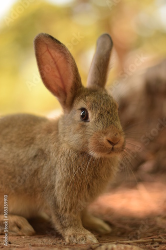 Wild Rabbit at Lokrum, Croatia © Emily