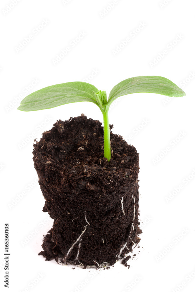 Cucumber seedling in soil isolated on white background Cucumber seedling in soil isolated on white background
