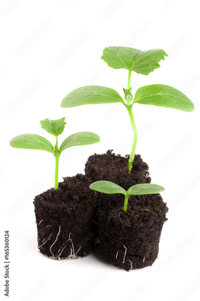 Cucumber seedling in soil isolated on white background Cucumber seedling in soil isolated on white background
