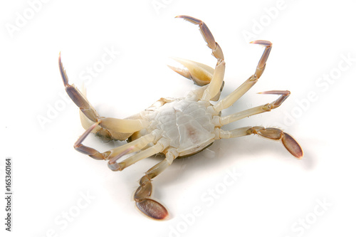 Live crab lying on the back isolated on a white background © kolesnikovserg