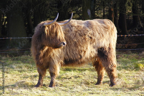 Scottish cows, highland cattle