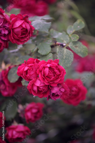 piękne różowe róże na krzewie