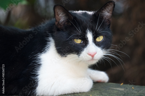 beautiful black and white cat playing in garden in Mainz, Germany photo