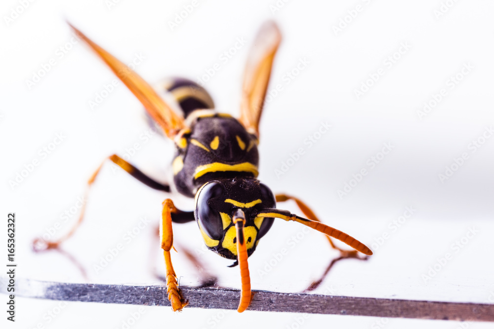 Hornet on a metal surface close up Hornet on a metal surface close up