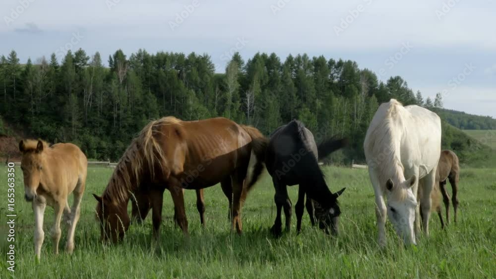 Wild horses graze in a meadow. Wild horses graze in a meadow.