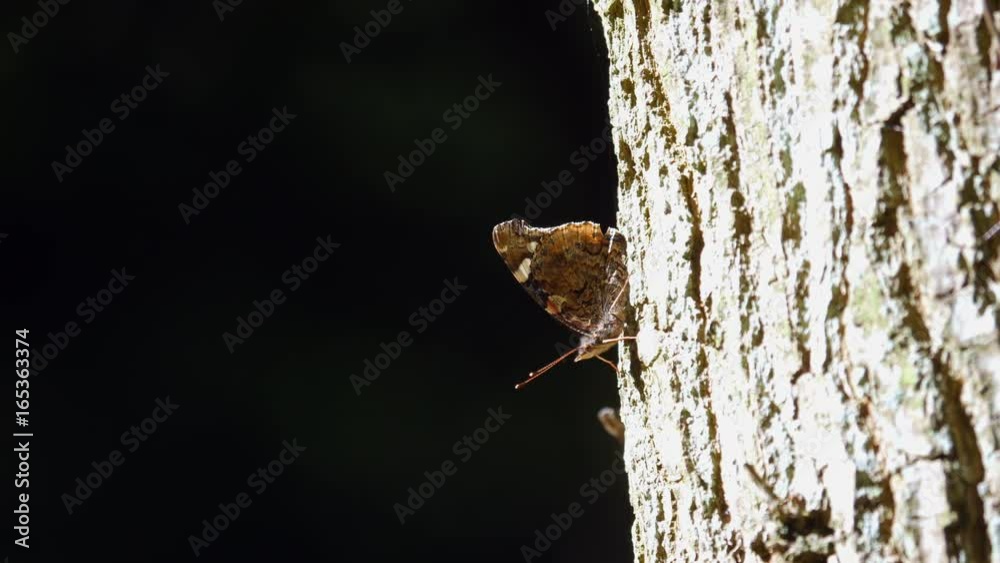 Vanessa atalanta, the red admiral or red admirable butterfly. On a tree trunk Vanessa atalanta, the red admiral or red admirable butterfly. On a tree trunk