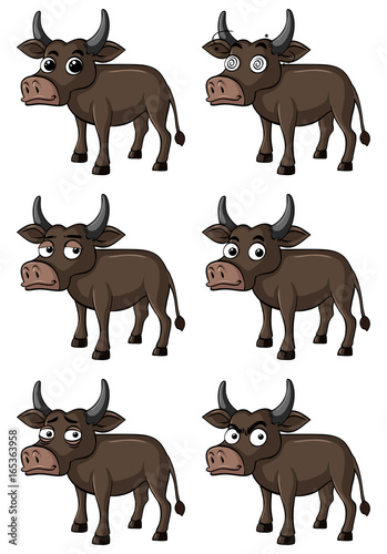 Wild buffalo with different facial expressions