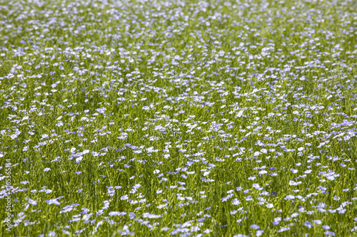 blue flax field