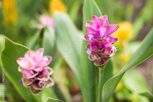 Siam Tulip blooming in the garden