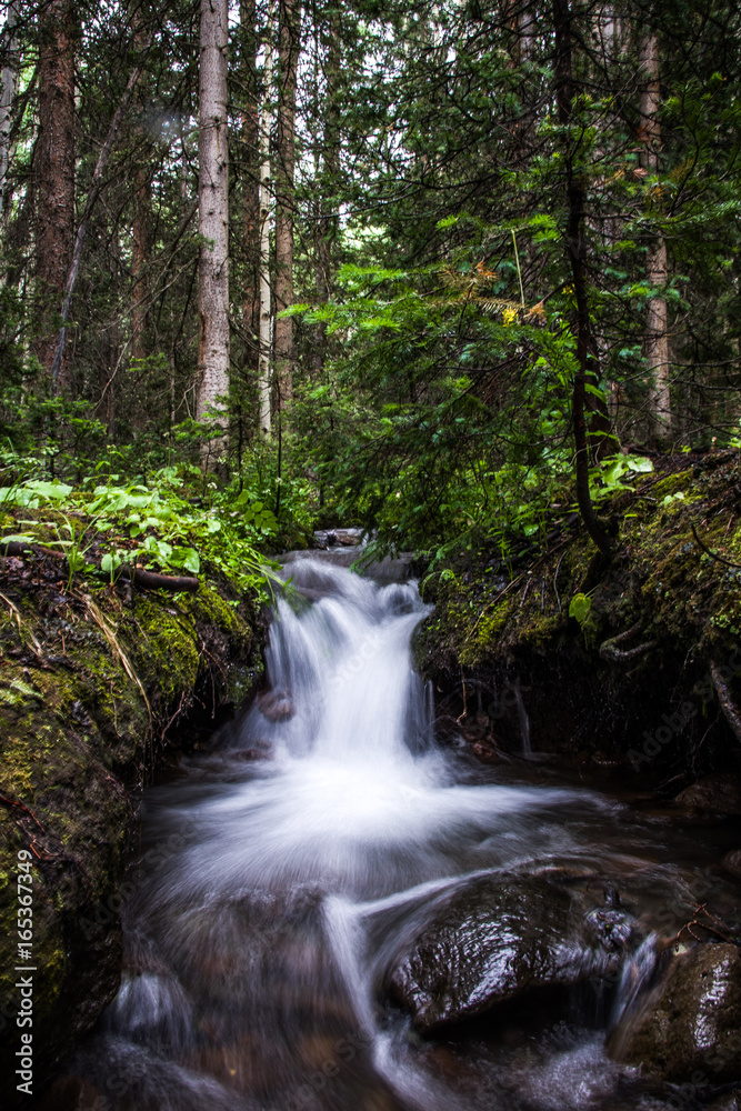 forest stream