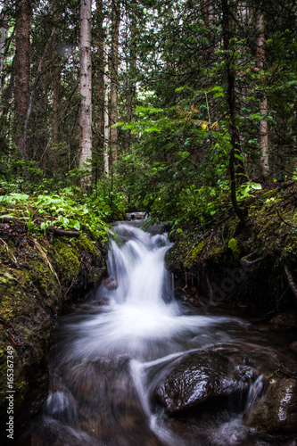 forest stream