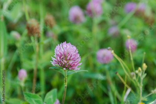 Clover. Clover flower. It is a lot of clover.