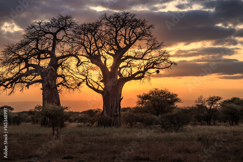 Bild auf Leinwand Baobab Trees at Sunset, Tanzania