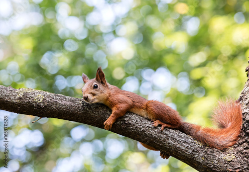 little red squirrel resting in shade on tree branch during summer day © Mr Twister