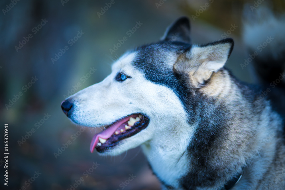 Husky Husky