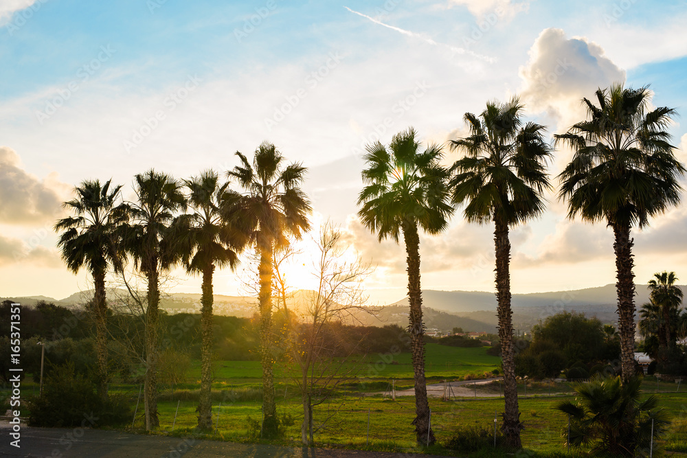 silhouettes of palm trees on sunset