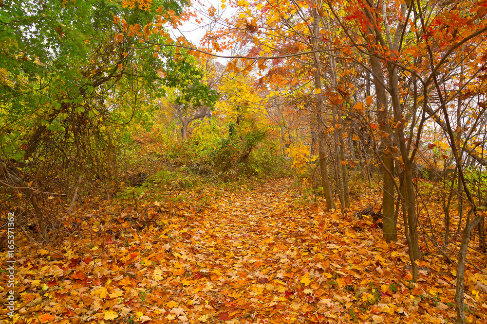 Obraz premium A walkway that covered by fallen leaves in autumn forest. Colorful forest landscape in the fall.