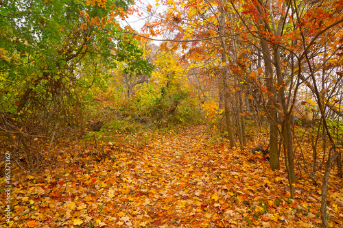 A walkway that covered by fallen leaves in autumn forest. Colorful forest landscape in the fall.