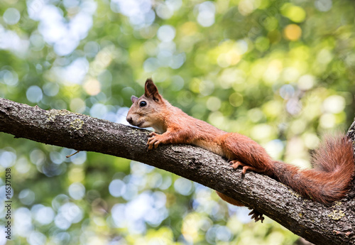 young red squirrel rest on branch of tree on summer day © Mr Twister