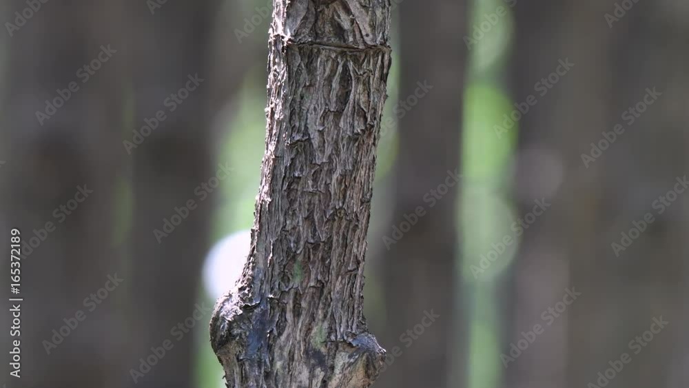 Sunda Pygmy Woodpecker parents feeding their babies with insect worms in the mangrove forest at Satun province, southern of Thailand. Sunda Pygmy Woodpecker parents feeding their babies with insect worms in the mangrove forest at Satun province, southern of Thailand.