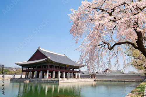 Gyeongbokgung in spring with cherry blossom