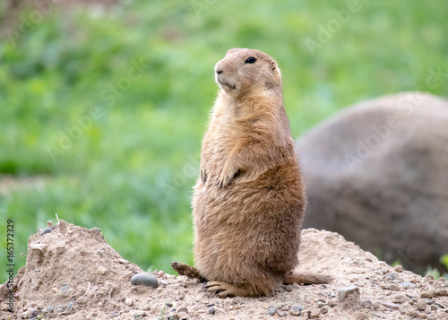 Standing prairie dog on alert