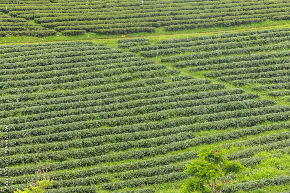 Beautiful of Tea plantation at sunrise