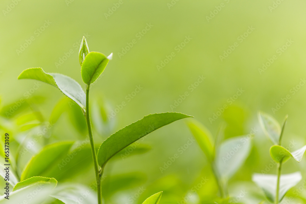 Obraz premium Fresh tea leaves in morning on tea plantation field