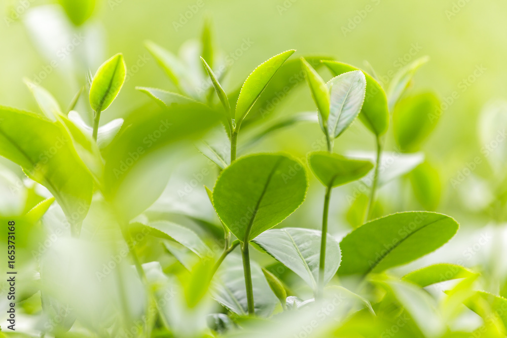 Fresh tea leaves in morning on tea plantation field Fresh tea leaves in morning on tea plantation field