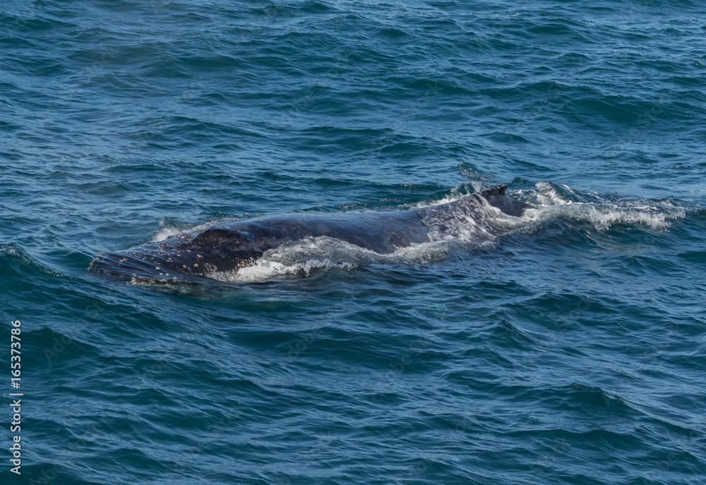 Humpback Whale Close-up (Megaptera novaeangliae) - Port Stephens, Australia Humpback Whale Close-up (Megaptera novaeangliae) - Port Stephens, Australia