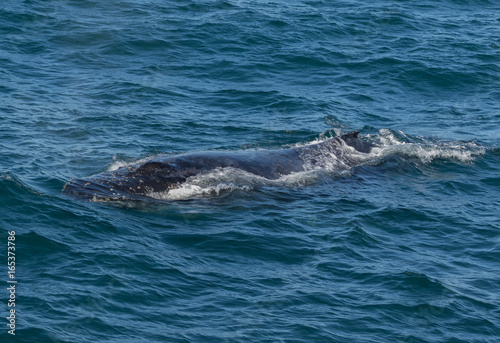 Humpback Whale Close-up  Megaptera novaeangliae  - Port Stephens  Australia