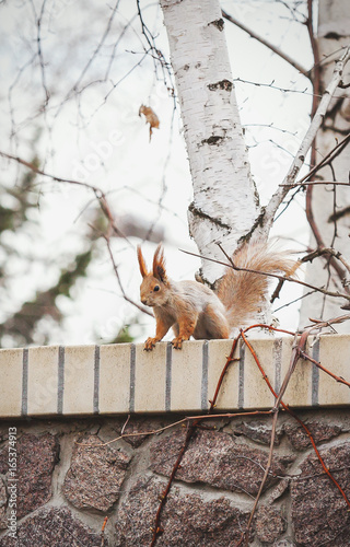 squirrel with fluffy ears sits on stone fence