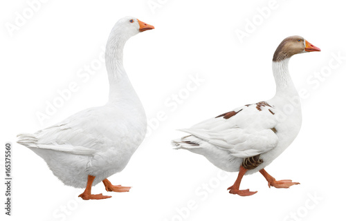 Two white geese isolated on white background