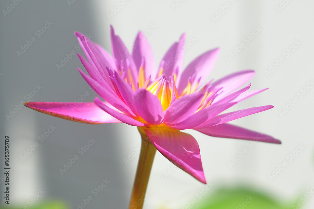 Fototapeta premium Lotus flower blooming