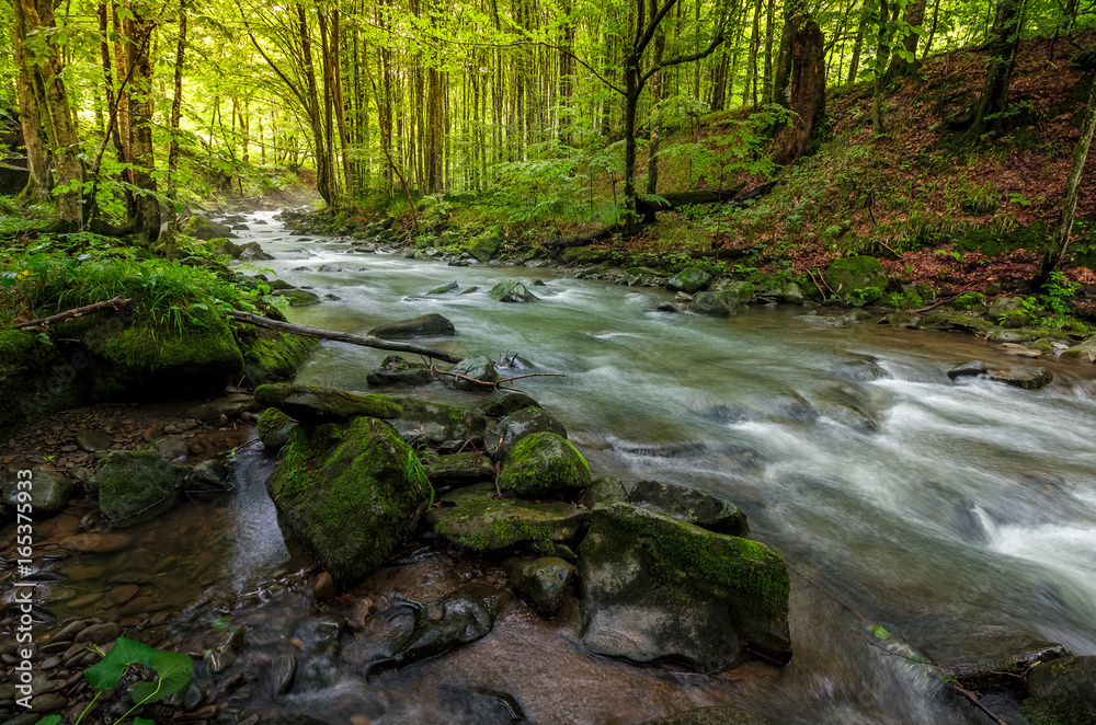 river flow in sunny forest at sunrise river flow in sunny forest at sunrise