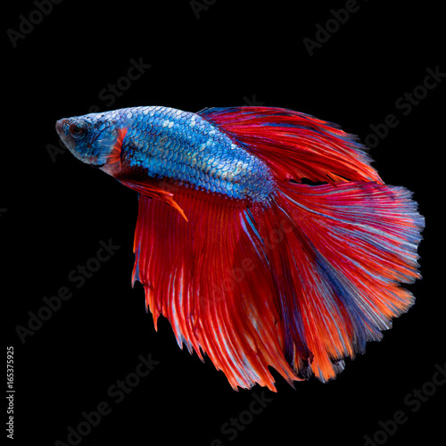 Red and blue Fighting fish, Siamese isoletd on black background