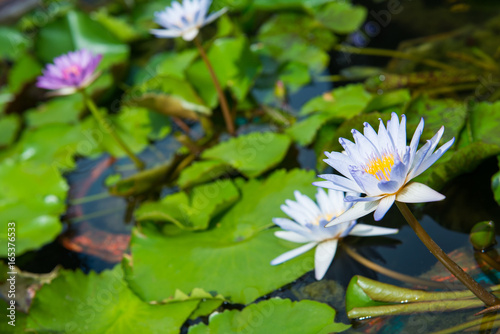 beautiful lotus flower in pond