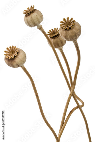 Dried poppy box and stems, isolated on white background