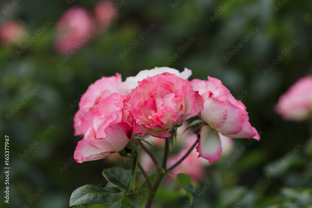 White and Pink roses - Autumn flowers in Japan - White and Pink roses - Autumn flowers in Japan -