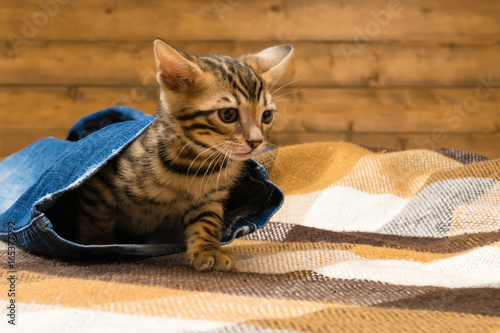 Bengal kitten hid in the pants of blue jeans, against the background of a wooden wall