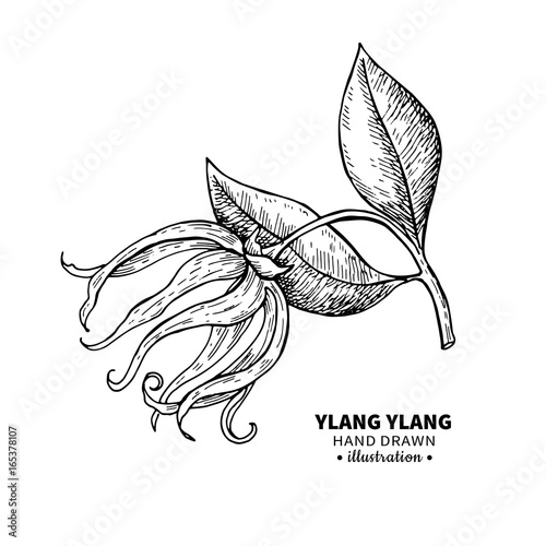 Ylang ylang vector drawing. Isolated vintage  illustration of me