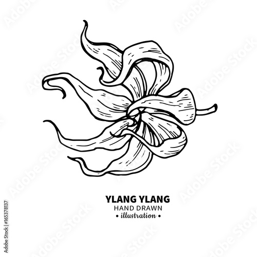 Ylang ylang vector drawing. Isolated vintage  illustration of me