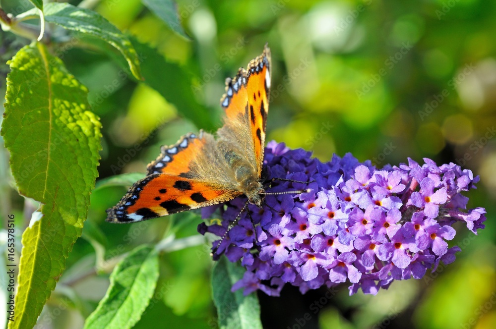 Small Tortoiseshell butterfly sitting on a Buddleja flower, UK. Small Tortoiseshell butterfly sitting on a Buddleja flower, UK.