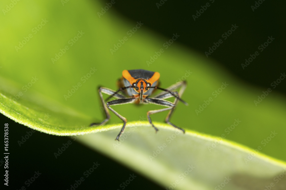 Large milkweed bug with warning coloration on a milkweed leaf. Large milkweed bug with warning coloration on a milkweed leaf.