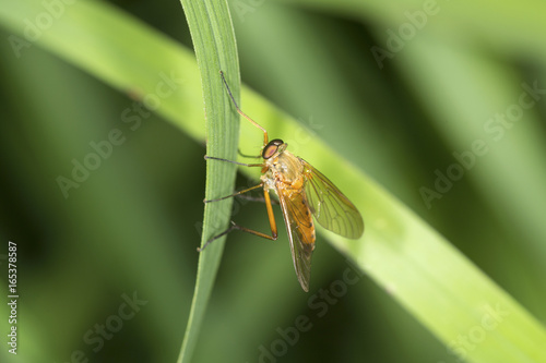 Hover fly on a blade of grass in Vernon, Connecticut.