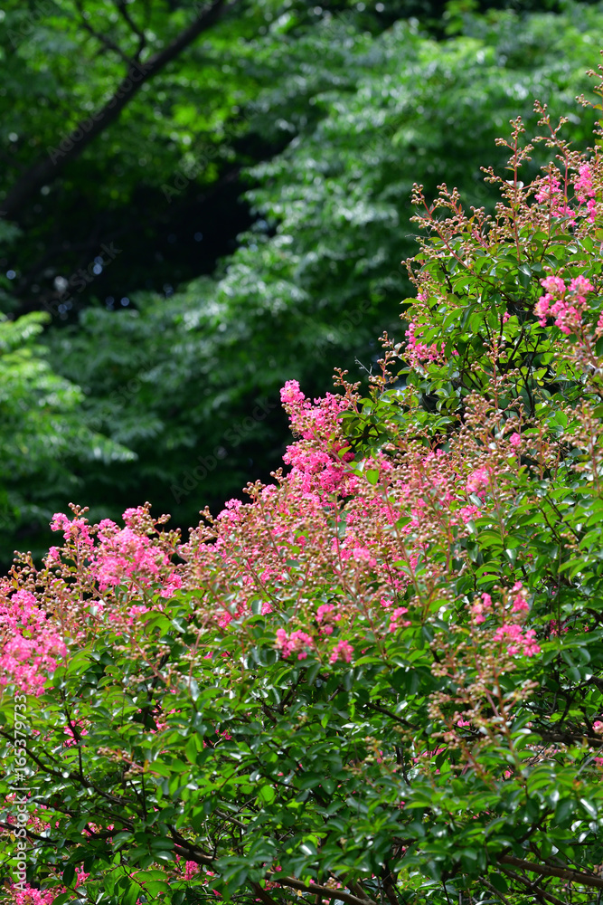 crape myrtle