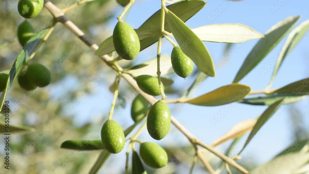 Olive tree with green fruits branch shaken by wind close up Olive tree with green fruits branch shaken by wind close up